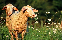 Merino sheep feeding on grass, Kelheim county, Bavaria, Germany