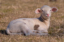 Merino sheep, lamb, Lintlberg, Kelheim county, Bavaria, Germany