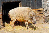 Mangalitsa pig outside pen,  Illmitz, Austria