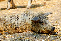 Mangalitsa pig resting, Illmitz, Austria