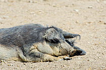 Mangalitsa Pig resting, Illmitz, Austria
