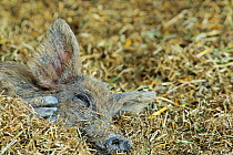Mangalitsa pig resting,  Illmitz, Austria