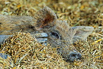 Mangalitsa pig resting, Illmitz, Austria