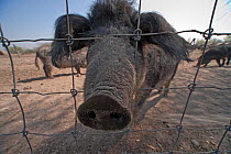 Mangalitsa pig sticking nose through fence,  Illmitz, Austria