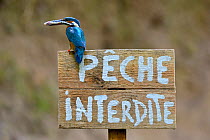 Kingfisher (Alcedo atthis) female with prey perched on a wooden panel saying 'peche interdite' (no fishing). Moselle, Lorraine, France.