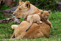 African Lion (Panthera leo) cub aged 1-2 months lying on its mothers back, Masai Mara National Reserve, Kenya. March
