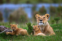 African lion (Panthera leo) lioness resting with her two playful cubs aged 1-2 months, Masai Mara National Reserve, Kenya. March
