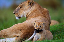 African Lion (Panthera leo) cub aged 1-2 months playing with its mother's tail, Masai Mara National Reserve, Kenya. March