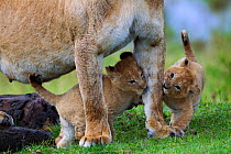 African Lion (Panthera leo) cubs aged 1-2 months playing with their mother, Masai Mara National Reserve, Kenya. March