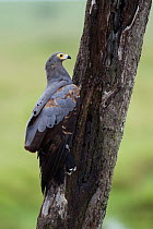 African harrier hawk (Polyboroides typus) investigating a tree trunk, looking for food, Masai Mara National Reserve, Kenya. March