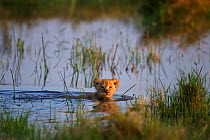 African lion (Panthera leo) cub aged 1-2 months swimming in a waterhole, Masai Mara National Reserve, Kenya. March