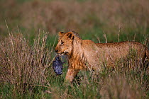 African Lion (Panthera leo) adolescent male with a terrapin in its mouth, Masai Mara National Reserve, Kenya. March