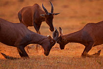 Topi (Damaliscus lunatus jimela) two males sparring, with another approaching, Masai Mara National Reserve, Kenya. March