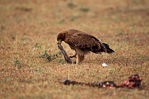 Tawny eagle (Aquila rapax) scavenging after a kill, Masai Mara National Reserve, Kenya. March