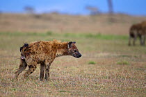 Spotted hyaena (Crocuta crocuta) female scent marking grass, Masai Mara National Reserve, Kenya. March