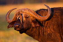 African Buffalo (Syncerus caffer) male with Yellow-billed oxpecker (Buphagus africanus) removing parasites from it's face, Masai Mara National Reserve, Kenya. March