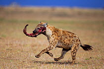 Spotted hyaena (Crocuta crocuta) running with a piece of carcass in its mouth, Masai Mara National Reserve, Kenya. March