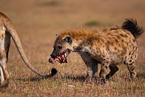 Spotted hyaena (Crocuta crocuta) stealing a piece of a lion kill, Masai Mara National Reserve, Kenya. March
