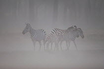 Common zebra (Equus quagga) herd standing in a dust storm caused by extreme wind in the dry season, Masai Mara National Reserve, Kenya. March