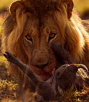 African Lion (Panthera leo) male feeding on a warthog kill, Masai Mara National Reserve, Kenya. March