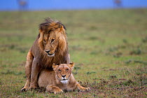 African Lions (Panthera leo) pair mating, Masai Mara National Reserve, Kenya. March