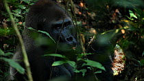 THIS VIDEO CLIP WILL BE AVAILABLE TO VIEW ONLINE SOON. TO VIEW NOW, PLEASE CONTACT US. - Western lowland gorilla (Gorilla gorilla gorilla) silverback 'Makumba' eating African breadfruit (Treculia afri...