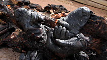THIS VIDEO CLIP WILL BE AVAILABLE TO VIEW ONLINE SOON. TO VIEW NOW, PLEASE CONTACT US. - Western lowland gorilla (Gorilla gorilla gorilla) hands in a pile of bushmeat, Bayanga, Dzanga-Ndoki National P...