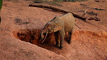 THIS VIDEO CLIP WILL BE AVAILABLE TO VIEW ONLINE SOON. TO VIEW NOW, PLEASE CONTACT US. - Male African forest elephant (Loxodonta africana cyclotis) feeding at a mineral dig, Dzanga-Ndoki National Park...