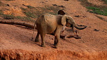THIS VIDEO CLIP WILL BE AVAILABLE TO VIEW ONLINE SOON. TO VIEW NOW, PLEASE CONTACT US. - Male African forest elephant (Loxodonta africana cyclotis) exiting a mineral dig and smelling the air, Dzanga-N...