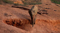 THIS VIDEO CLIP WILL BE AVAILABLE TO VIEW ONLINE SOON. TO VIEW NOW, PLEASE CONTACT US. - Male African forest elephant (Loxodonta africana cyclotis) entering a mineral dig and hesitating, Dzanga-Ndoki...
