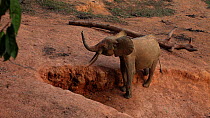 THIS VIDEO CLIP WILL BE AVAILABLE TO VIEW ONLINE SOON. TO VIEW NOW, PLEASE CONTACT US. - Male African forest elephant (Loxodonta africana cyclotis) hesitating in a mineral dig, smelling the air, Dzang...