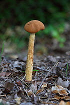 Sandy Stiltball (Battarrea phalloides) fungus, Norfolk, UK, September.