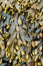 Bladder wrack (Fucus vesiculosus), Devon, England, July