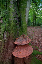 Southern bracket fungus (Ganoderma australe) growing on an ancient Beech (Northofagus) tree, Sussex, England, UK, October.