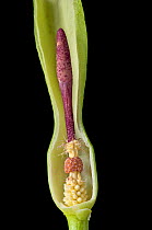 Cross section of the spathe of a Wild arum / Lords and Ladies / Cuckoo pint (Arum maculatum), showing in succession (from below) female flowers, male flowers, and sterile flowers forming a ring of hai...