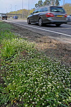 Danish scurvy grass (Cochlearia danica) growing on the embankment of a road. Scurvy grass is normally limited to coastal habitats and has extended its range recently, Surrey, England, UK, April.