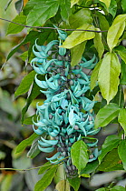 Jade vine (Strongylodon macrobotrys) in flower,