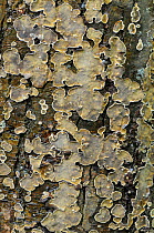 Peniophora quercina (Peniophora quercina), a wood decay fungus, growing on tree bark, Surrey, England, UK, October.