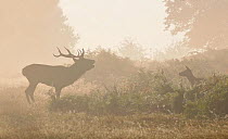 Red Deer (Cervus elaphus) stag bellowing in mist during the rutting season, with hind nearby, Richmond Park, Surrey, England, UK, October.
