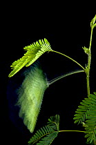 Long exposure of a Sensitive plant (Mimosa pudica), showing movement of leaves and stem following irritation.