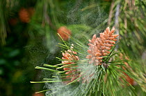 Aleppo pine (Pinus halepensis) tree discharging pollen from male flowers, Majorca, Spain, April.