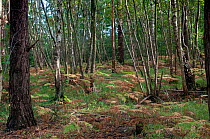 Silver birch (Betula pendula) and Scots pine (Pinus sylvestris) woodland in autumn, Surrey, England, UK, October.