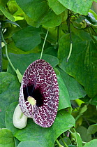 Calico flower (Aristolochia elegans)