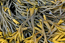 Channelled wrack (Pelvetia canaliculata), Devon, England, UK, July.