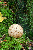Common earthball (Scleroderma citrinum), October.