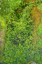 Enteromorpha (Enteromorpha intestinalis) seaweed in rock pool, Devon, England, UK, July.