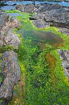 Enteromorpha (Enteromorpha intestinalis) seaweed  in rock pool, Devon, England, UK, July.