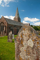 Lichen encrusted gravestone in churchyard, Slapton, Devon, England, UK, July.