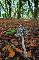 Magpie fungus (Coprinus picaceus) growing on woodland floor, Surrey, England, UK, October