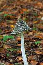Magpie fungus (Coprinus picaceus) growing on woodland floor, Surrey, England, UK, October.